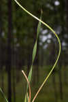 Carolina yelloweyed grass